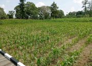 Dukung Sektor Pertanian, Pemkab Kukar Terus Dorong Pengembangan Jagung Hibrida