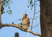 Pertamina EP Sangasanga Field Siapkan Kemandirian Pokdarwis Ekowisata Sungai Hitam Lestari Bagi Pelestarian Bekantan