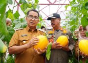 Pj Gubernur dan Bupati Edi Panen Perdana Buah Melon di Green House Waduk Panji Sukarame