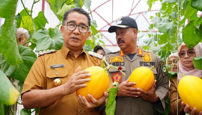 Pj Gubernur dan Bupati Edi Panen Perdana Buah Melon di Green House Waduk Panji Sukarame