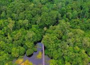 Desa Muara Siran Memiliki Potensi Karbon