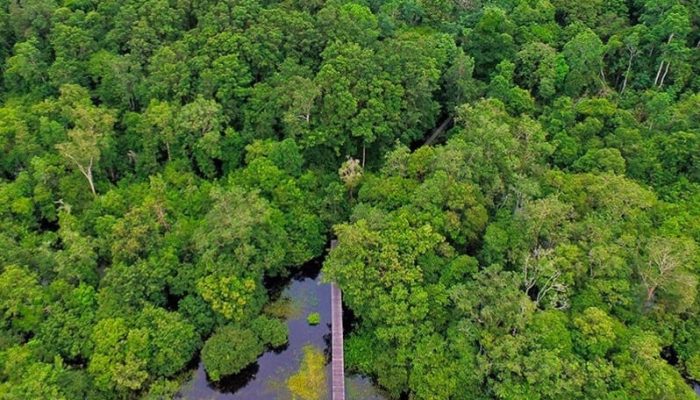 Desa Muara Siran Memiliki Potensi Karbon