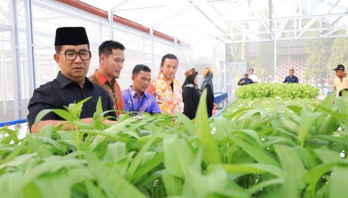 Pj Gubernur Panen Perdana Sayuran di Green House Embarkasi Haji Balikpapan