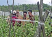 Genjot Sektor Pertanian Kukar Sebagai Lumbung Pangan IKN, Pemkab Gelontorkan Rp 700 M