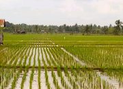 Kelurahan Jahab Fokus Pengembangan Pertanian, UMKM, dan Pembangunan Infrastruktur
