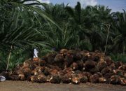Disbun Kukar Programkan Intensifikasi Pekebun Miskin untuk Pengentasan Kemiskinan