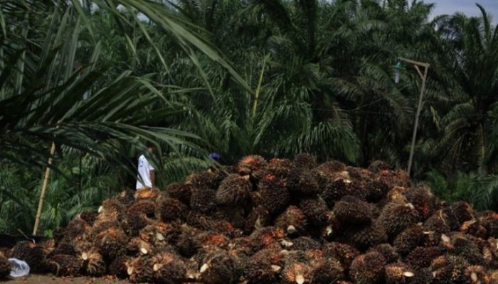 Disbun Kukar Programkan Intensifikasi Pekebun Miskin untuk Pengentasan Kemiskinan