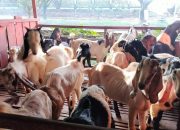 Berhasil Kembangkan Ternak Kambing, Desa Mulawarman Dapat Bantuan dari Distanak Kukar