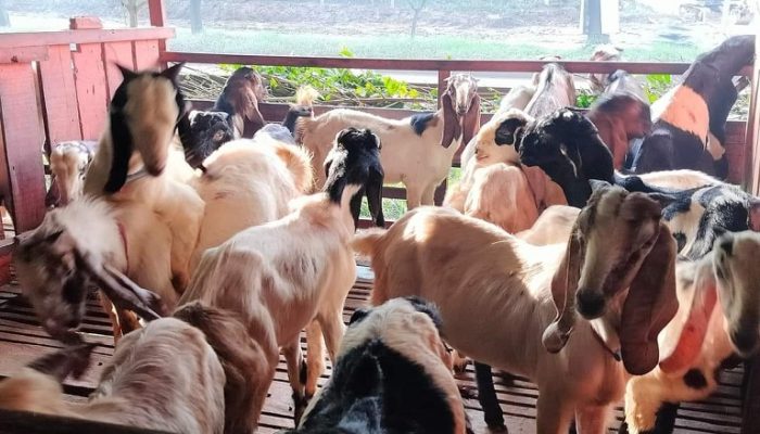 Berhasil Kembangkan Ternak Kambing, Desa Mulawarman Dapat Bantuan dari Distanak Kukar