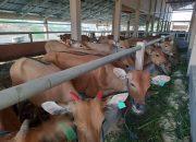 Pemkab Kukar Akan Berikan Bantuan 152 Hewan Kurban ke 20 Kecamatan