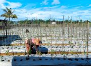 PT Pertamina EP Sangatta Field Kembangkan Program ECO-STEP Semberah Dukung Pertanian Berkelanjutan di Kutai Kartanegara