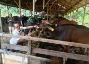 Distanak Kukar Antisipasi Penyebaran Penyakit Lumpy Skin Disease pada Sapi 14 Distanak Kukar Antisipasi Penyebaran Penyakit Lumpy Skin Disease pada Sapi