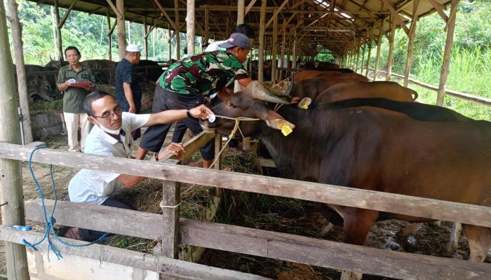 Distanak Kukar Antisipasi Penyebaran Penyakit Lumpy Skin Disease pada Sapi
