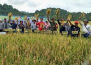 Desa Bhuana Jaya Penyumbang Padi Terbesar di Tenggarong Seberang