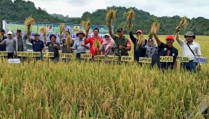Desa Bhuana Jaya Penyumbang Padi Terbesar di Tenggarong Seberang