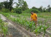 Potensi Pertanian di Kecamatan Muara Jawa, Sawit dan Perikanan Jadi Andalan