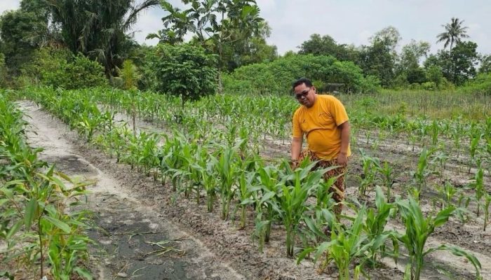 Potensi Pertanian di Kecamatan Muara Jawa, Sawit dan Perikanan Jadi Andalan