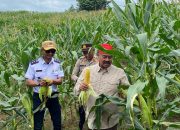 Bupati Kukar Panen Jagung dan Ikan Bersama Kelompok Tani Tri Rukun Maluhu