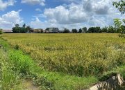 Pertanian Jadi Andalan: Desa Kota Bangun III Kukar Dorong Kemandirian Pangan Lewat Optimalisasi Lahan Sawah