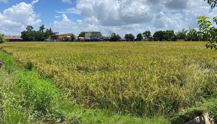 Pertanian Jadi Andalan: Desa Kota Bangun III Kukar Dorong Kemandirian Pangan Lewat Optimalisasi Lahan Sawah
