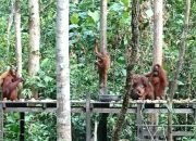 Desa Genting Tanah Kembangkan Wisata Alam Berbasis Konservasi Orangutan