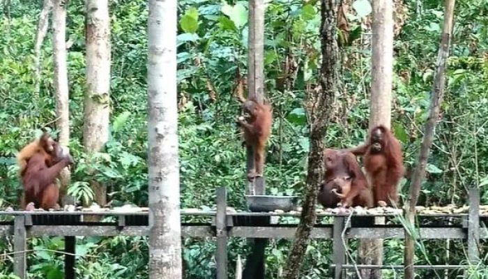 Desa Genting Tanah Kembangkan Wisata Alam Berbasis Konservasi Orangutan