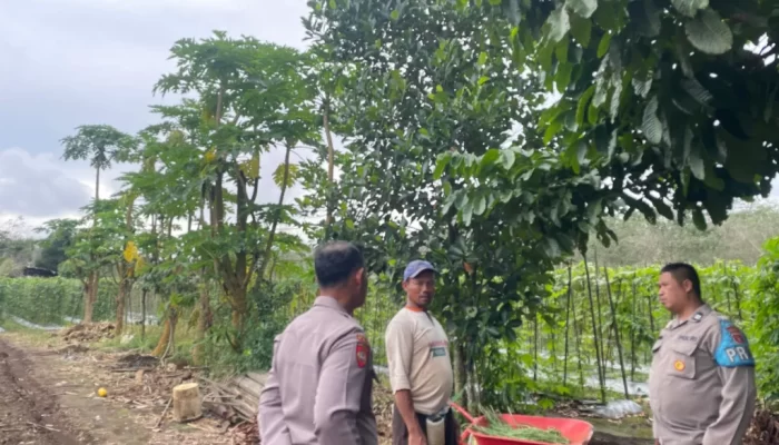 Komitmen Dukung Program Swasembada Pangan, Polsek Barong Tongkok Kunjungi Kelompok Petani Sekaligus Monitoring Lahan Pertanian