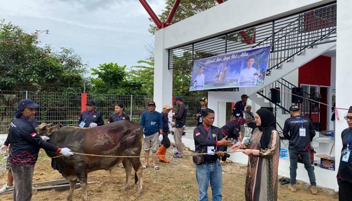DPU Kukar Sembelih 7 Sapi Kurban, Wujud Syukur di Idul Adha 1446 H