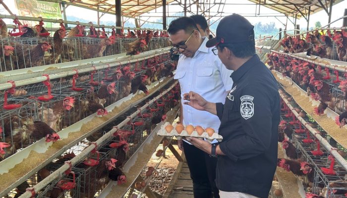 Desa Loa Duri Ilir Kembangkan Telur Omega untuk Perkuat Ketahanan Pangan