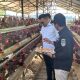Usaha Peternakan Ayam Petelur di Desa Loa Duri Ilir (istimewa)
