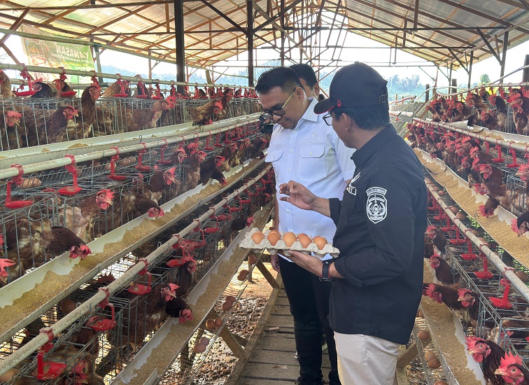 Usaha Peternakan Ayam Petelur di Desa Loa Duri Ilir (istimewa)