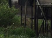 Beruang Masuk ke Permukiman Warga Desa Muara Kaman Ulu