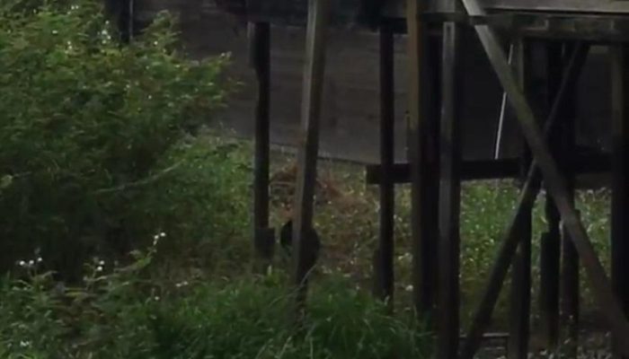 Beruang Masuk ke Permukiman Warga Desa Muara Kaman Ulu