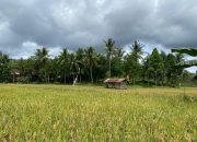 Petani Muda Mulawarman Angkat Pertanian jadi Sumber Ekonomi
