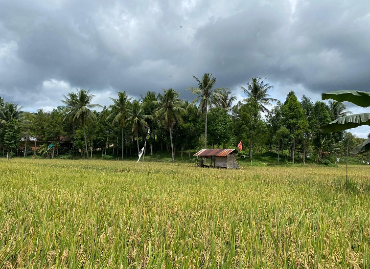 Lahan Persawahan di Kukar (and/dutakaltimnews.com)