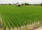 Muara Kaman Mantapkan Diri Jadi Lumbung Pangan dan Destinasi Wisata Sejarah di Era IKN 11 Kawasan Pertanian di Kukar (and/dutakaltimnews.com)