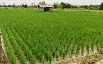 Muara Kaman Mantapkan Diri Jadi Lumbung Pangan dan Destinasi Wisata Sejarah di Era IKN 5 Kawasan Pertanian di Kukar (and/dutakaltimnews.com)