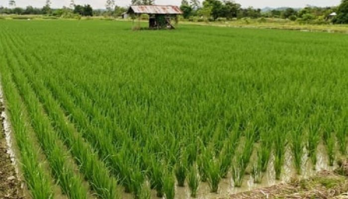 Muara Kaman Mantapkan Diri Jadi Lumbung Pangan dan Destinasi Wisata Sejarah di Era IKN