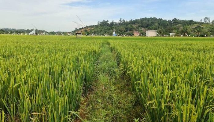 Kecamatan Samboja Jadi Salah Satu Lumbung Pangan Penopang IKN