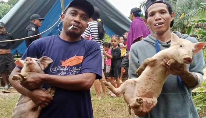 Distanak Kukar Salurkan Bantuan Ternak Babi untuk Empat Kelompok Peternak