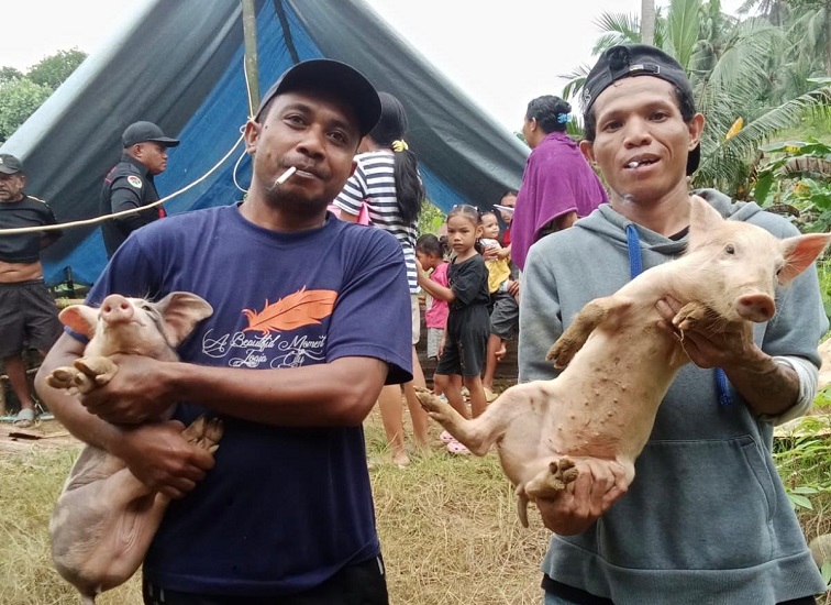 Teks Foto: Bantuan Ternak Babi Tahun 2025.(Istimewa/dutakaltimnews.com).