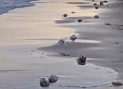 Bukan Pencemaran, Ikan Mati di Pantai Manggar Diduga Imbas Praktik Overfishing Nelayan