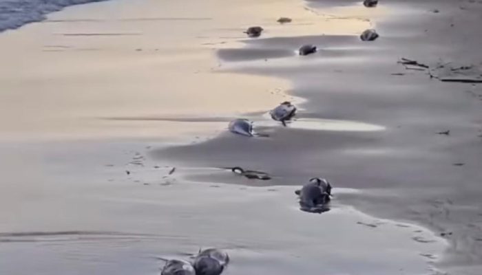 Bukan Pencemaran, Ikan Mati di Pantai Manggar Diduga Imbas Praktik Overfishing Nelayan