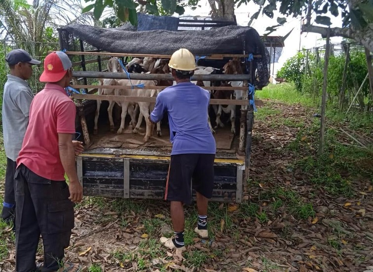 Distanak Kukar Dorong Pengembangan Kambing BOER dan PE 2 Sebagai upaya memperkuat sektor peternakan rakyat, Dinas Pertanian dan Peternakan (Distanak) Kabupaten Kutai Kartanegara