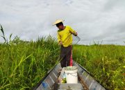 Musim Ikan Keli Tiba di Semayang, Nelayan Keluhkan Hasil Tangkapan Terus Menurun