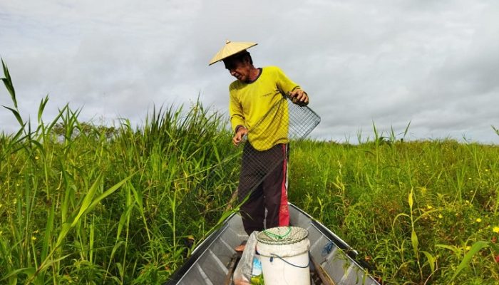 Musim Ikan Keli Tiba di Semayang, Nelayan Keluhkan Hasil Tangkapan Terus Menurun