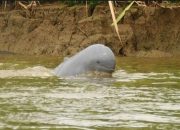 Populasi Pesut Mahakam Bertambah Enam Ekor, Upaya Konservasi di Kukar Mulai Tunjukkan Hasil