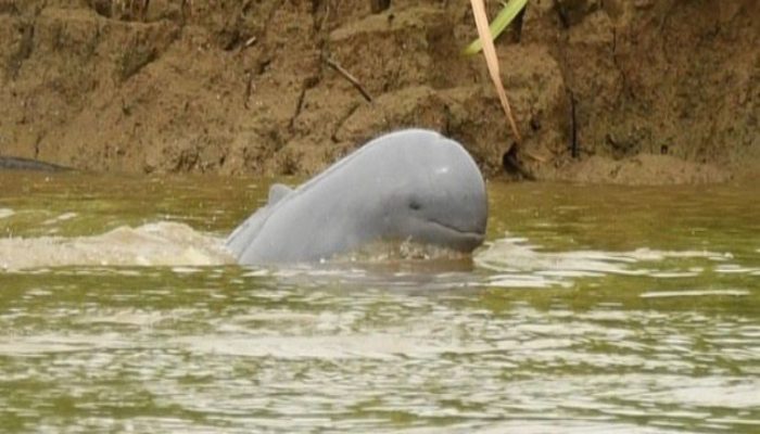 Populasi Pesut Mahakam Bertambah Enam Ekor, Upaya Konservasi di Kukar Mulai Tunjukkan Hasil