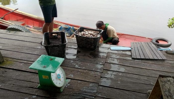 Tengkulak Ikan di Desa Semayang Keluhkan Penurunan Hasil Tangkapan hingga 50 Persen