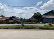 DLHK Kukar Waspadai Pohon Rapuh  Usai Insiden Mobil Tertimpa di Jalan Poros Tenggarong-Samarinda